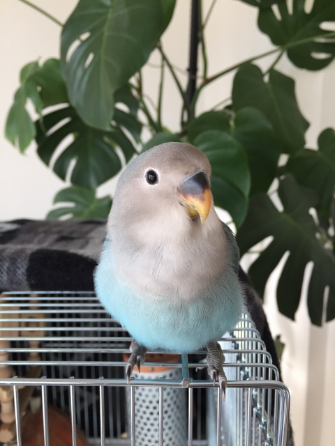 コザクラインコのみどりさん コザクラインコのみどりさん 楽天ブログ
