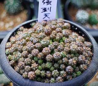 天平丸確認用 650c1e3e0ea76fc76b26bf5d47a5ad