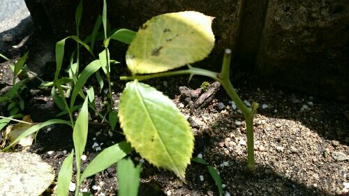 rblog-20160622200245-02.jpg