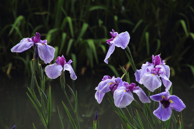 菖蒲園_003.jpg