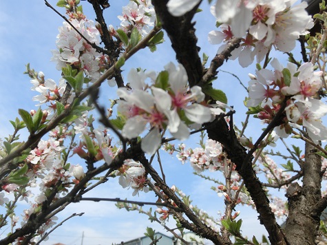 ゆすらごの花