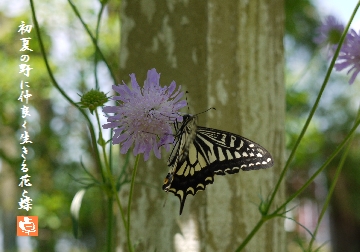 蝶と花.jpg