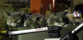 5DA_2332-1.jpg