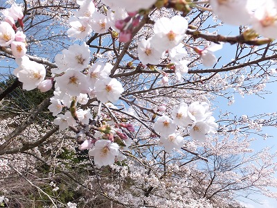 20140409地蔵堂トンネル抜けた桜