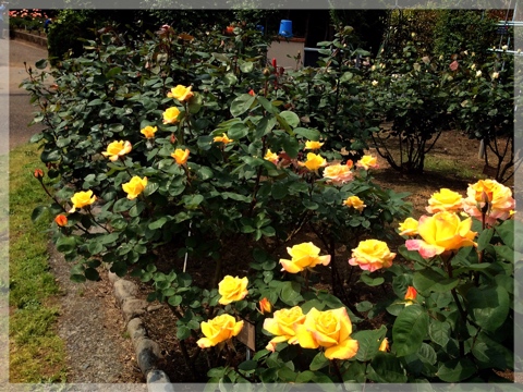 バラ・フラワーセンター大船植物園