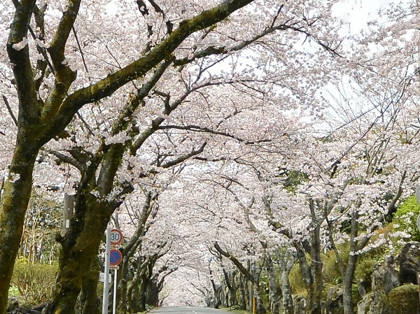 桜並木