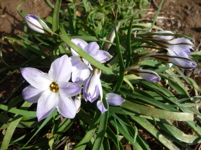 832 花韮