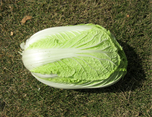 白菜２.jpg