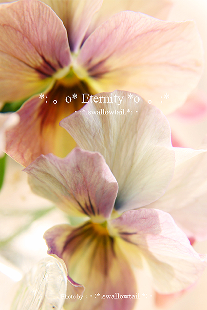 Photo by swallowtail　C.jpg