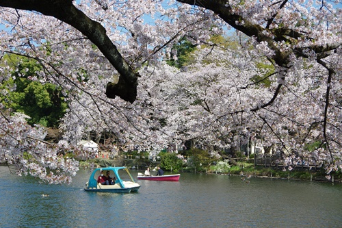 井の頭恩賜公園にて