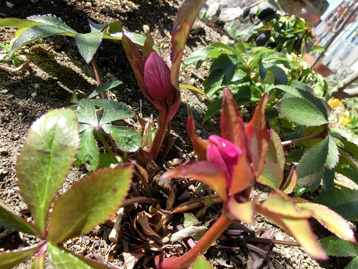 クリスマスローズ