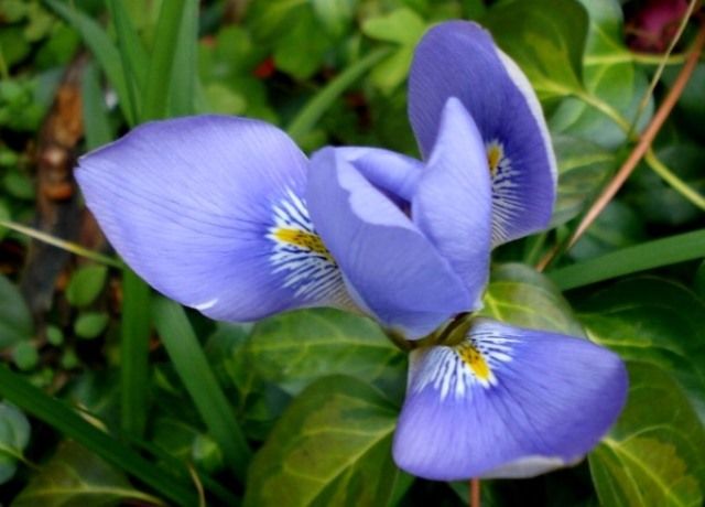 寒あやめの花 花と蕎麦とリハビリと 楽天ブログ