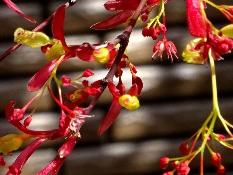 3月21日 今日の一花 その２ モミジ 紅葉 Gazengamaのブログ 散歩中に出合った花と趣味の陶芸作品 楽天ブログ