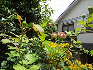 DSC00935.jpg