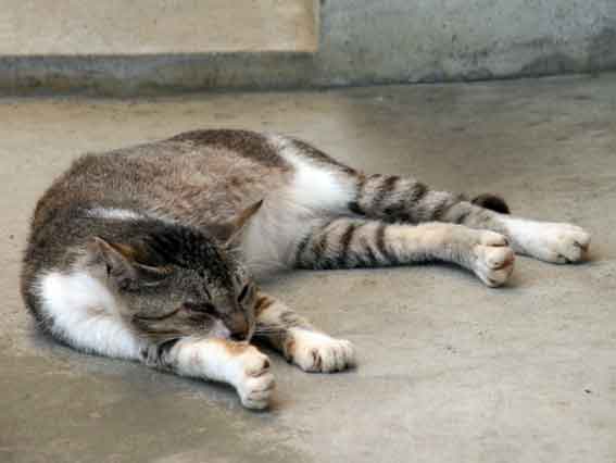 我が家のニャンコ♪2013/7/9-3