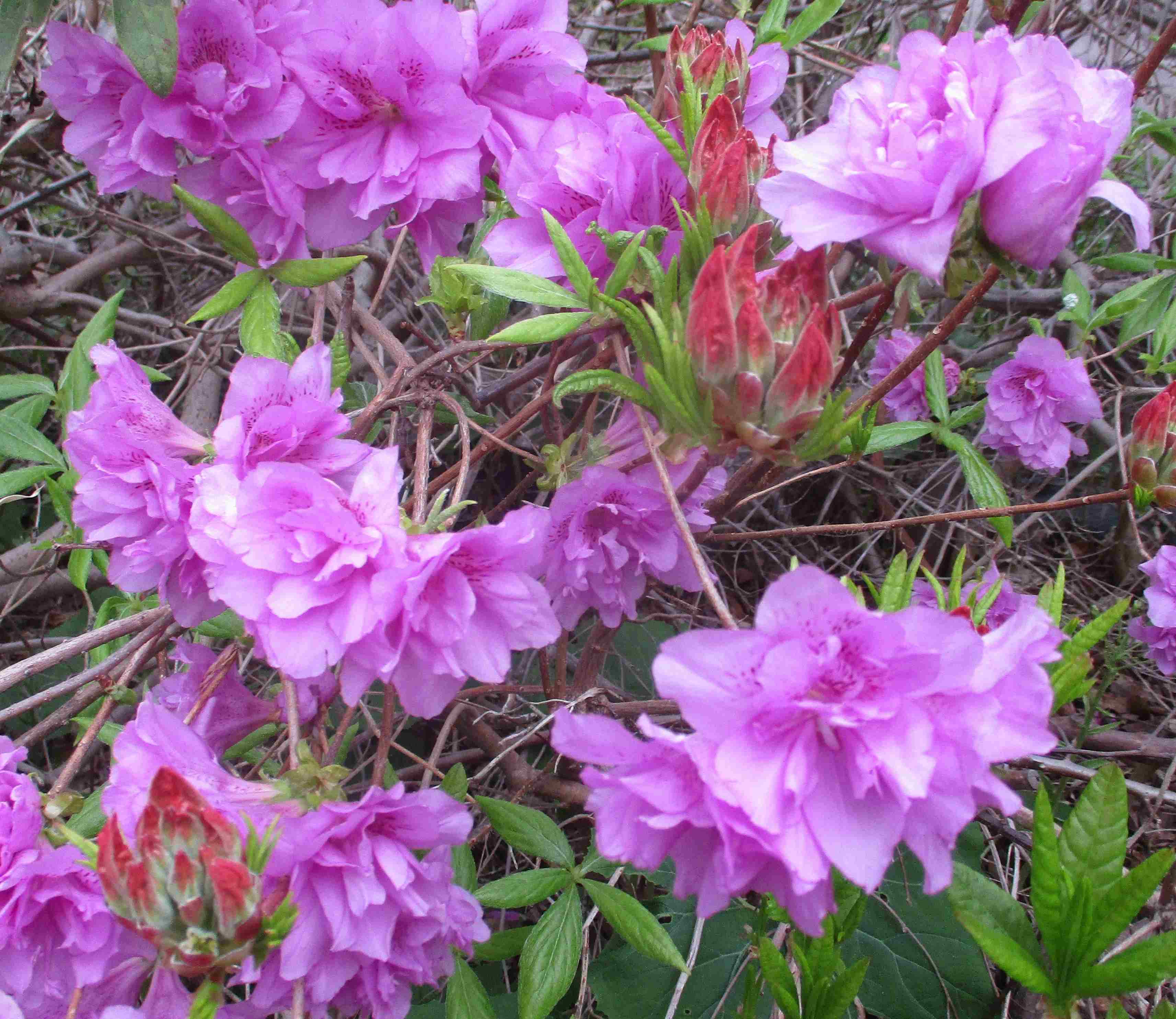 ムラサキツツジ八重が開花しました！ | 健康法・病気・花・愛猫のこと
