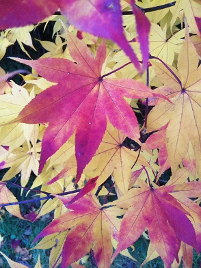 紅葉