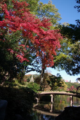 六義園の紅葉