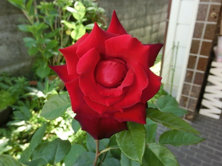 CIMG0744.JPG