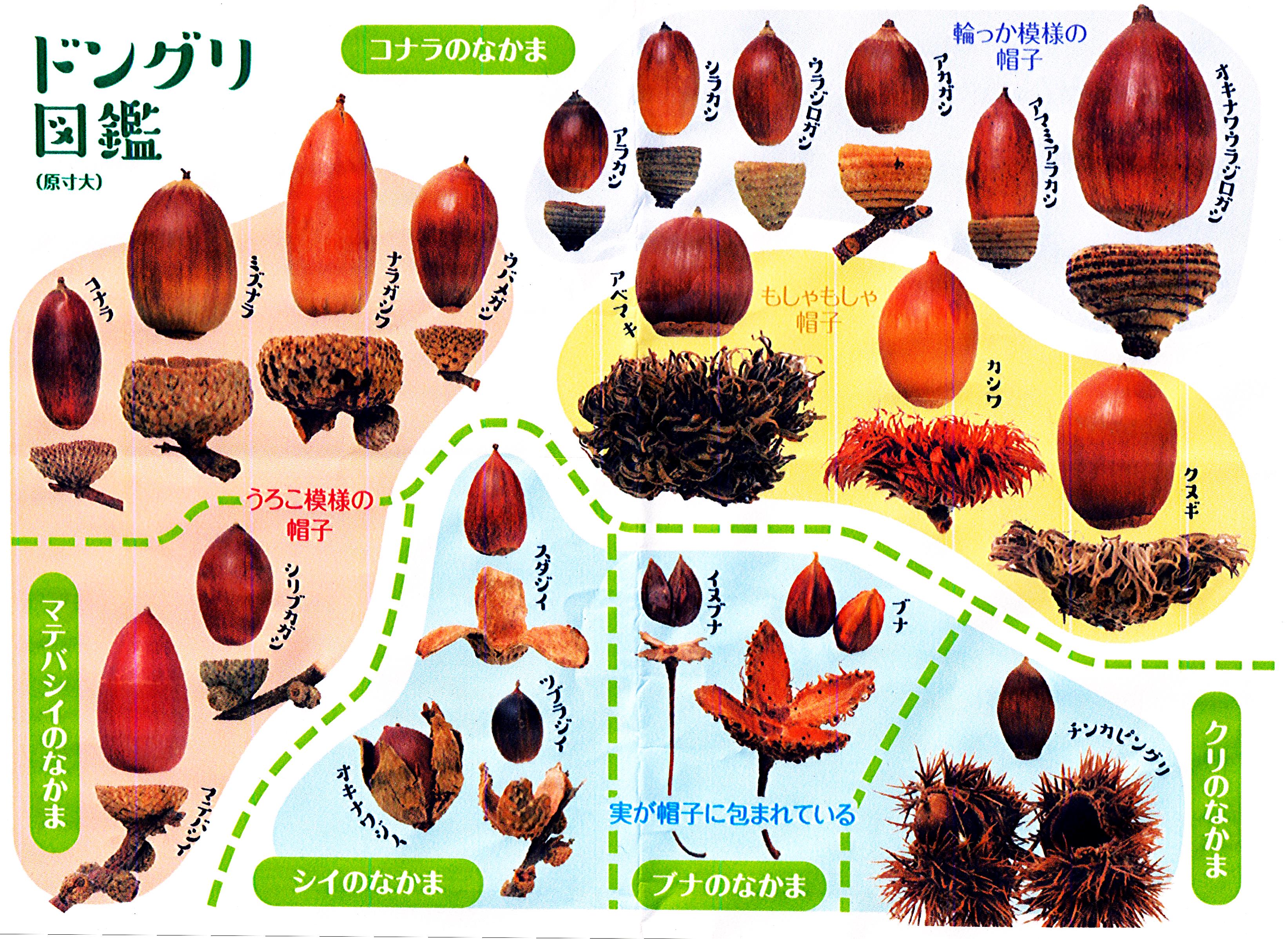 どんぐりで遊びました です 1２月例会 竹人形の製作 日々の出来事 楽天ブログ