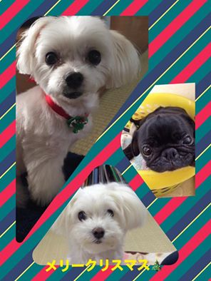 2016クリスマス_かずwanさん