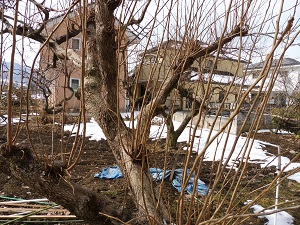 P1000098.JPG