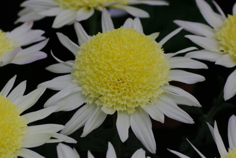 東京都観光 菊花大会