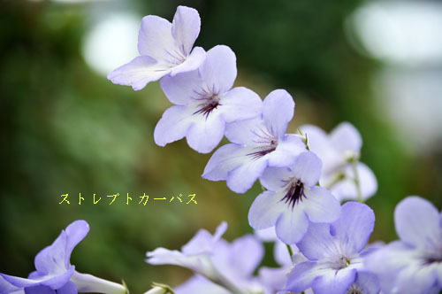 はな１