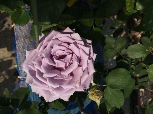 rblog-20140509111928-01.jpg