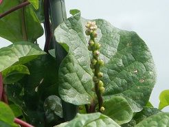 菅谷 花 きまぐれフォトダイアリー 楽天ブログ