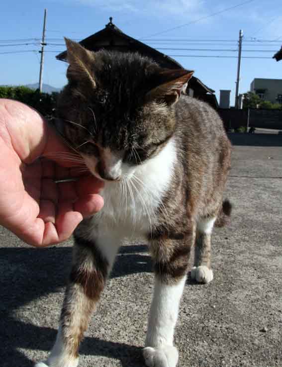 我が家のニャンコ♪2013/5/16-3