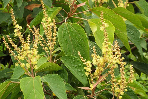 アカメガシワ（赤芽柏）の雌花と雄花。 | 気ままな生活 - 楽天ブログ