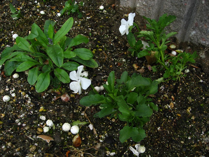 20130411 ビオラ