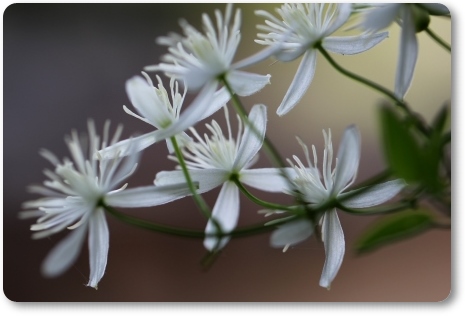 センニンソウ-9 13.9.11