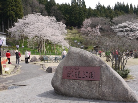 飛騨臥龍桜２０