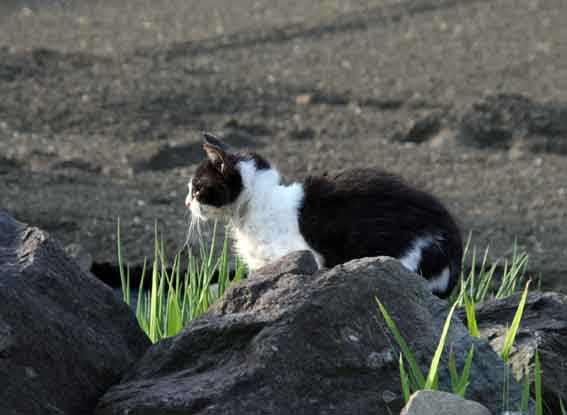 我が家のニャンコ♪2013/4/102-2