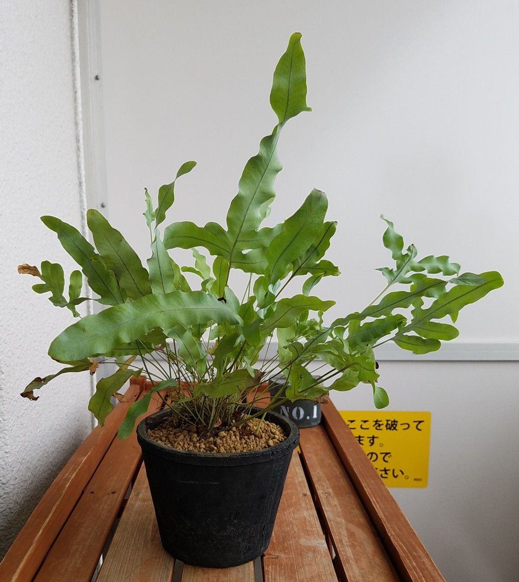 フレボディウム・ブルースターが全っ然デカくならないので植え替えるぞ