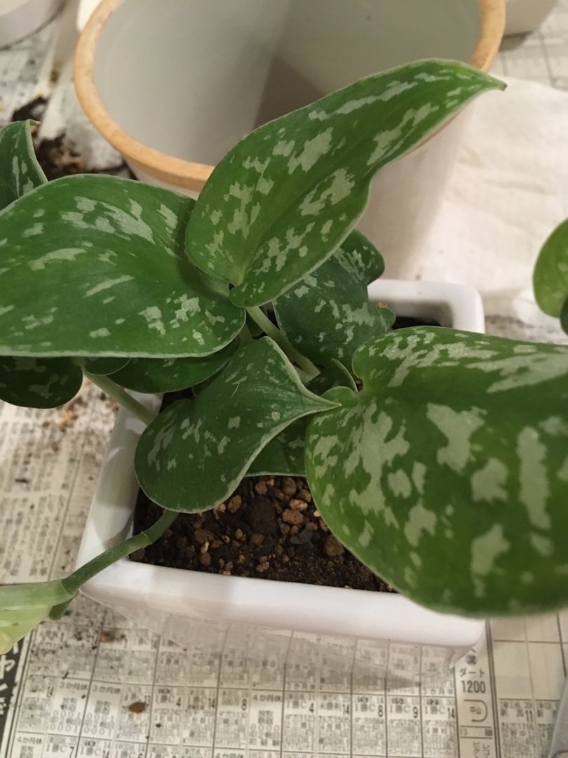 秋の植え替えマラソンその5 スキンダプサス Loveplants 楽天ブログ