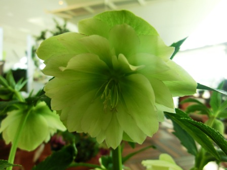 イエローダブル