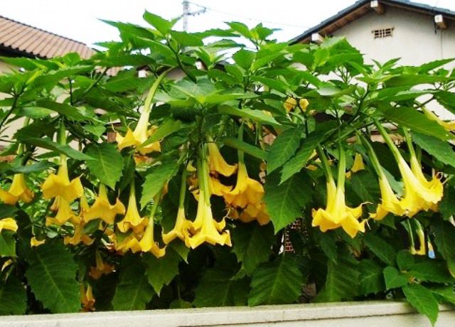 エンジェルストランペットの花 花と蕎麦とリハビリと 楽天ブログ