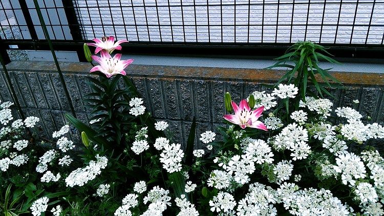 南の庭の花 Miraiの庭 つれづれに 楽天ブログ