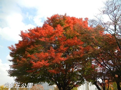 光が丘公園