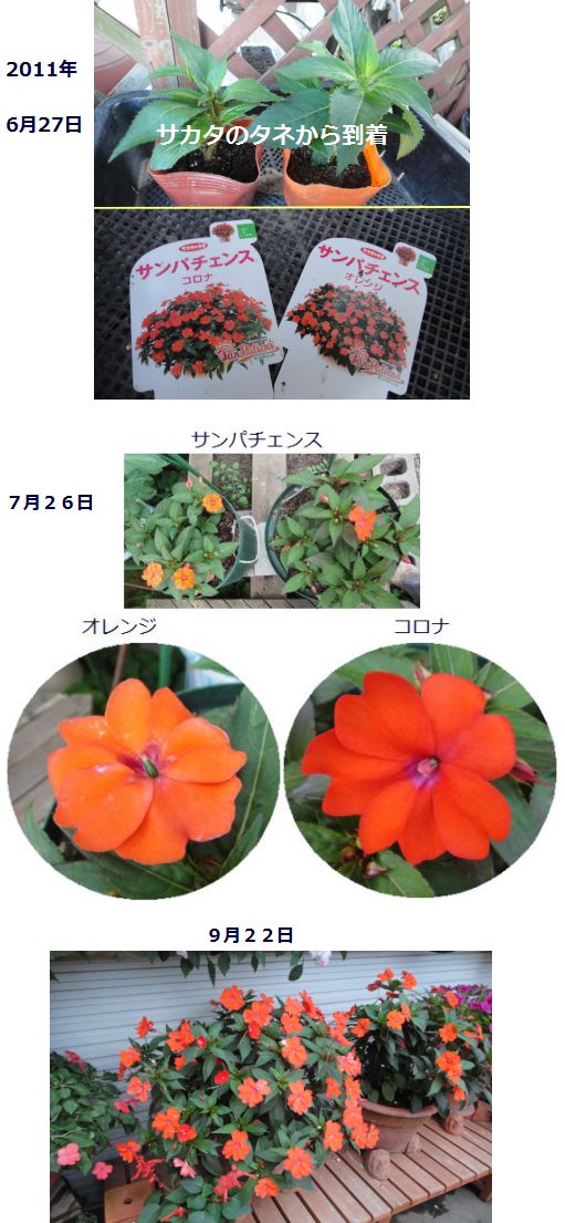 2011年のサンパチェンスの様子