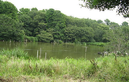 水元公園バードサンクチュアリ