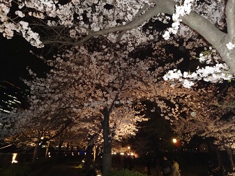 桜３.jpg