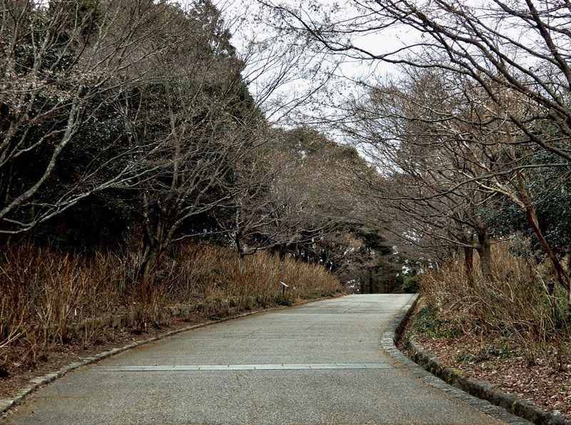 あじさい坂10