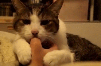 e3312f9b-b3a5-4286-af94-1ac0c032f091.gif