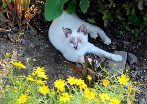 我が家のニャンコ♪2013/7/27-2