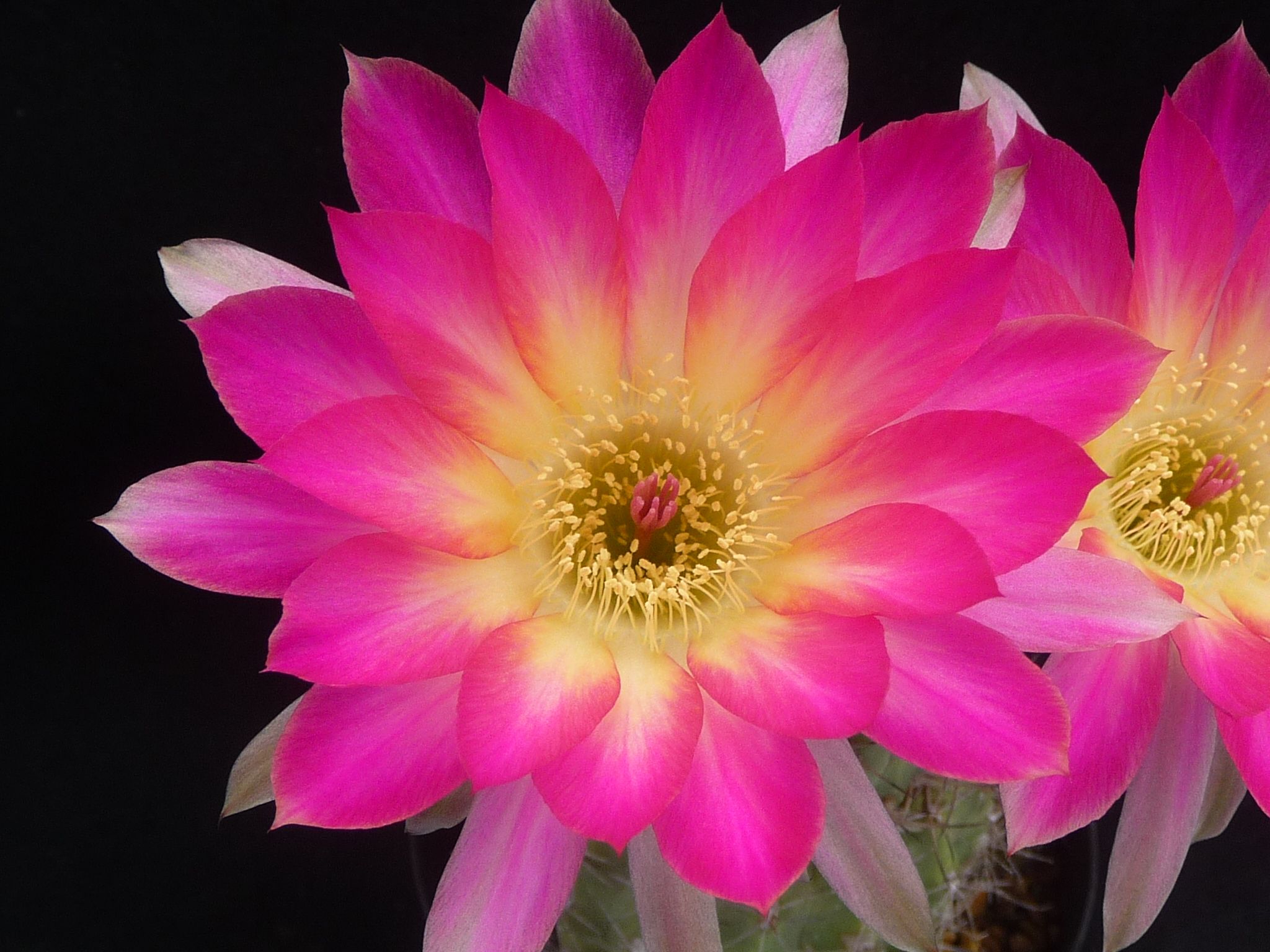 花が綺麗なサボテン びびるタニサボ達 楽天ブログ