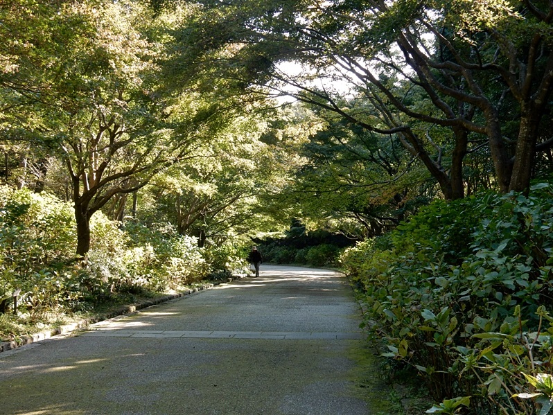 あじさい坂1.JPG